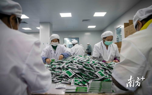 現(xiàn)場直擊 馬力全開 廣東藥企24小時加班生產(chǎn)